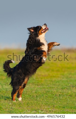 Similar – Image, Stock Photo Bernese Mountain Dog jumping. Top view