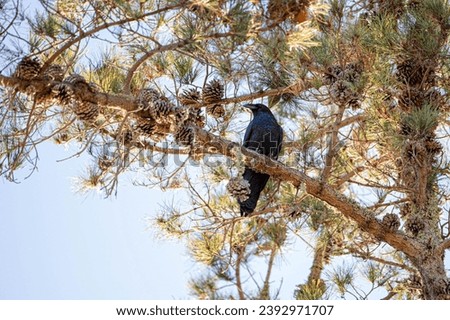 Similar – Image, Stock Photo A crow sits high up on one of two crossing wire ropes