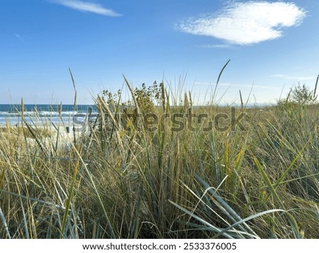 Similar – Foto Bild Fields on Ruegen in summer