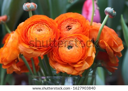 Image, Stock Photo Ranunculus, Asian buttercup ( Ranunculus asiaticus ), garden form (florist’s ranunculus)