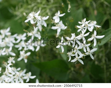 Similar – Image, Stock Photo a branch of Clematis montana hangs in front of a wooden wall