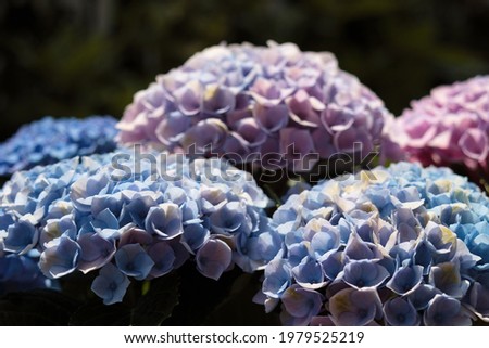 Similar – Image, Stock Photo flower magic Hydrangea