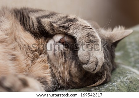 Cute sleeping gray domestic cat closeup portrait
