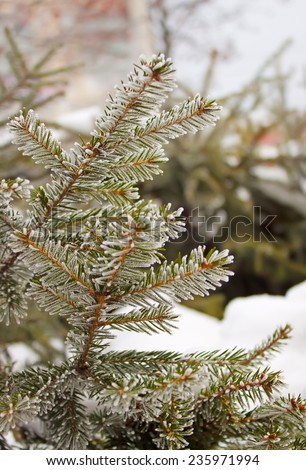 Winter frost on spruce tree close-up .Shallow depth-of-field.