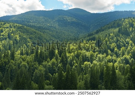 Similar – Image, Stock Photo green forest Forest