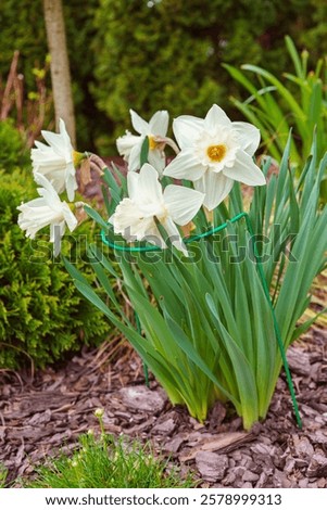 Similar – Image, Stock Photo Narcissus bush with green leaves and yellow flower in the garden