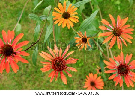 Aerial view of multicolored Echinacea flowers ( Cone flowers )