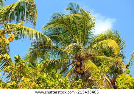 Tropical palm tree against the background of blue sky in Mexico