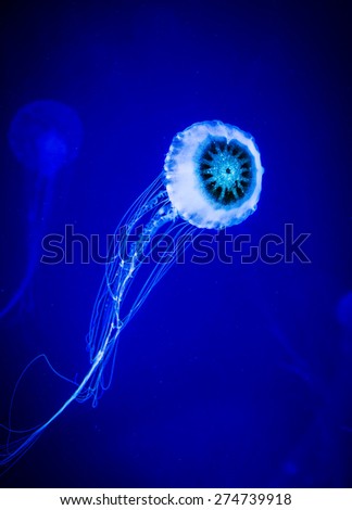 Glowing jellyfish swimming in deep blue sea
