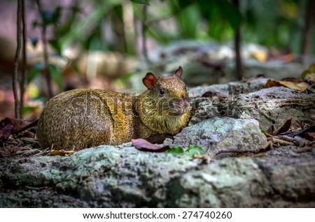 Close up of cute Azara's Agouti rodent
