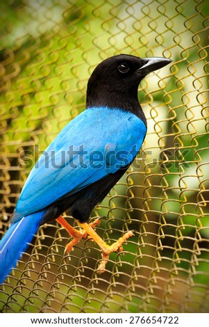 Turquoise Yucatan Jay bird on a wire fence