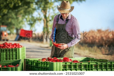 Similar – Image, Stock Photo Farmer controlling quality of Marijuana drying buds. Organic Cannabis Sativa Female Plants with CBD