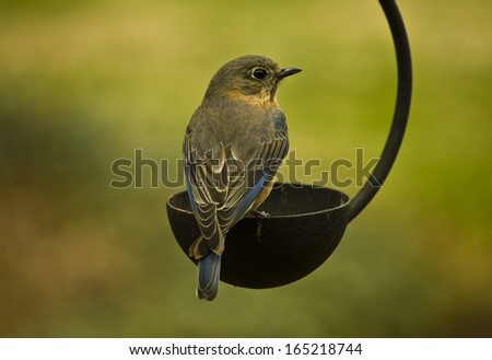 Female Eastern Bluebird (Sialia sialis).