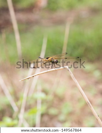 Dragon Fly on stem in forest