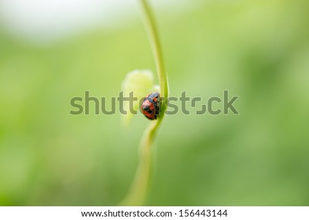 Lady Bug on green stalk
