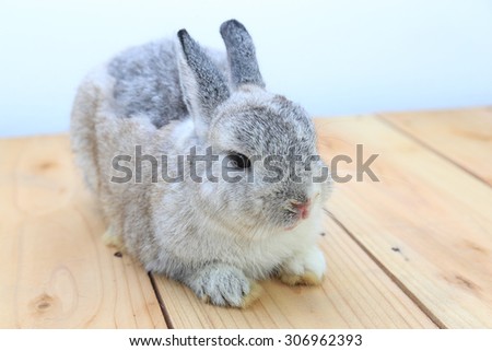 grey Netherlands dwarf rabbit on wood board