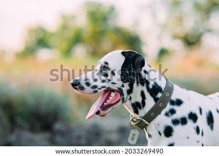 Portrait of Dalmatian dog with collar and nameplate during walking on meadow. Stock foto © 
