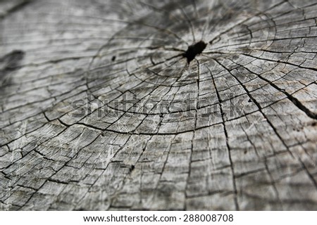 The close-up of the growth rings on the sawn tree