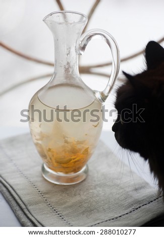 Black cat is looking at a jug with lemonade on the windowsill