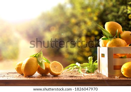 Crate of freshly picked lemons on wooden table in lemon grove with sunbeam. Front view. Horizontal composition.