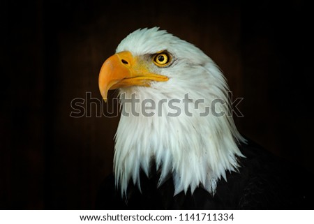 Portrait Bald eagle Haliaeetus leucocephalus on the black background. Photo from animal life.