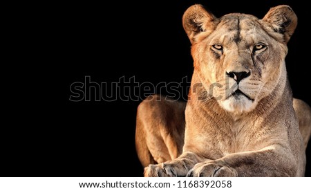 Lioness lurking on his victim on a black background. Poster from animal world. One female lion on the black background.