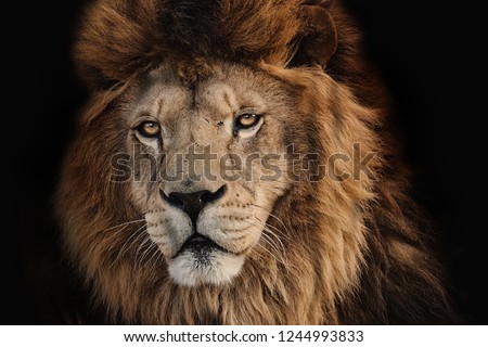 Lion Kruger on a black background. Wild hungry animal. Photo of the animal world.