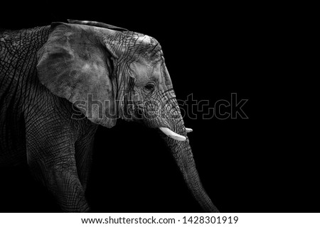 Mochrome portrait elephant. Face elephant. Animal on black. Black and white poster. African elephant.