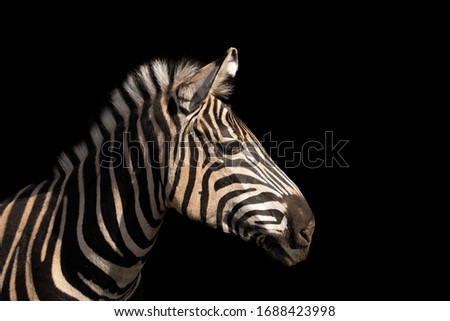 Detail colour portrait zebra on the black background. Photo for advertisiment. Popular african animal.