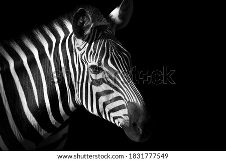 Professional animal zebra design for website. Black and white zebra. Monochrome portrait popular animal.