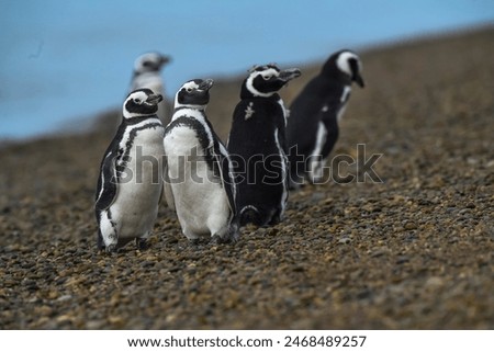 Image, Stock Photo Magellanic penguin on Isla Magdalena in the Strait of Magellan