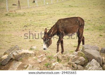 lonely brown donkey on the grass at avila spain