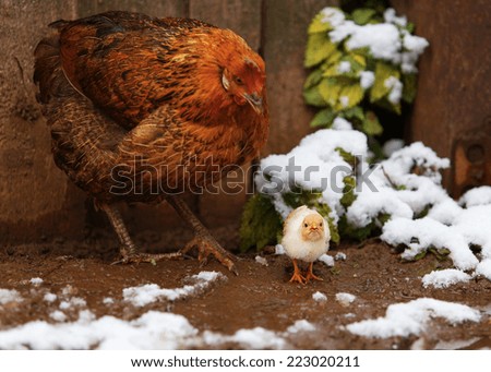 Chicken and snow