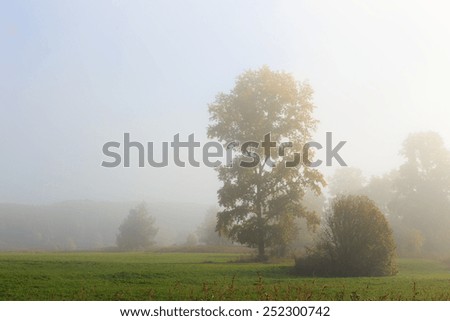 Field and trees in fog