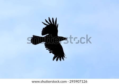 Silhouette of flying crow against the sky