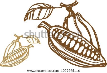 Illustration of a cocoa bean sprout