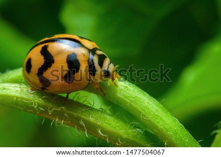 Similar – Image, Stock Photo Ladybug on green leaf