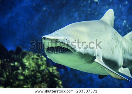 Shark. Underwater shot of sharks in the ocean.