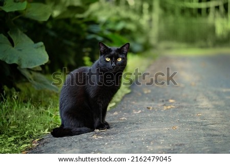 Similar – Image, Stock Photo Street cat sitting relaxed on a stone path