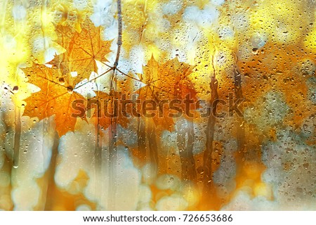 Similar – Image, Stock Photo Wet maple leaves in black and white