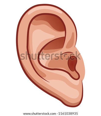 Vector illustration of ear on white background