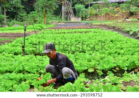 Cameron Highland, Malaysia â?? September 22, 2013. Farmer at work. A farmer harvesting the vegetables at his farm in Cameron Highland, Malaysia