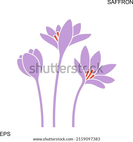 Saffron Flower. Isolated saffron on white background