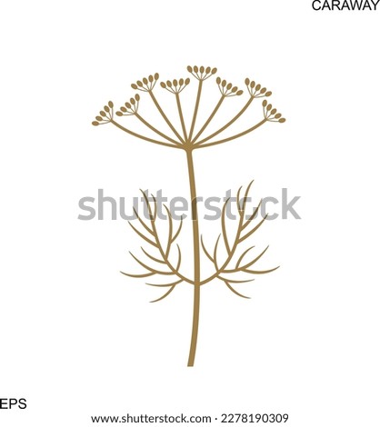 Caraway logo. Isolated caraway on white background