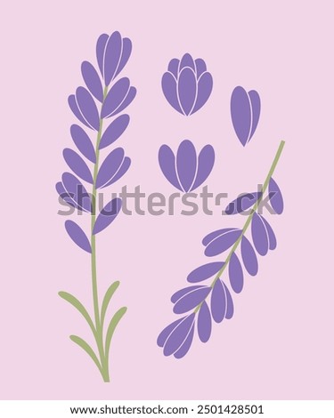 Similar – Image, Stock Photo Lavender flowers in the last sunlight