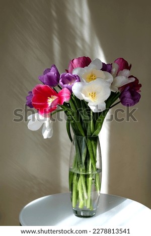 Similar – Image, Stock Photo Tulip Lilac Wonder Light