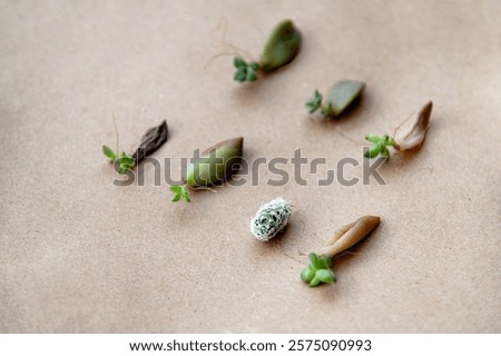 Similar – Image, Stock Photo Succulent leaf with roots and shoots.