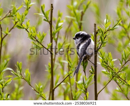 Image, Stock Photo Long-tailed Tit in shrubbery