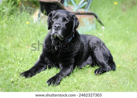 Similar – Image, Stock Photo beautiful black labrador sitting outdoors on brown leaves background, wearing a grey scarf and sunglasses. Autumn season