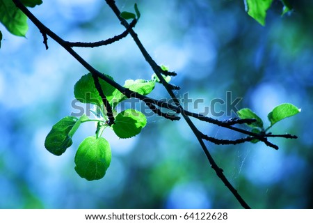 Young fresh leaves of an apple-tree in morning rays of the sun against the sky and wood